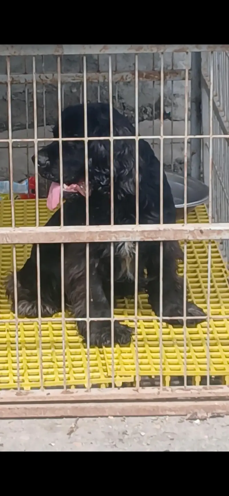 2 males Available  top Quality  American Cocker Sapanile Pedigree — photo 3