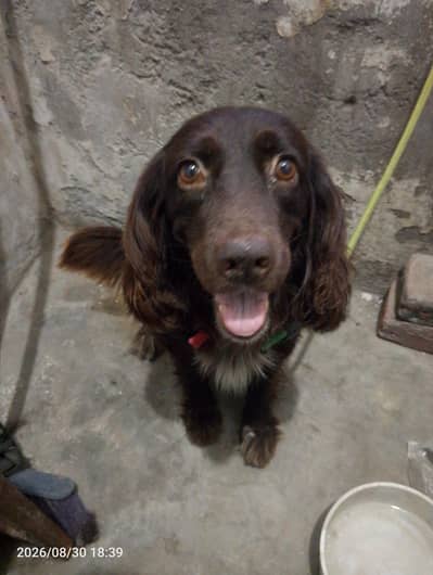 dog for sale