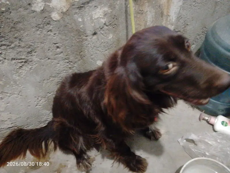 dog for sale — photo 2