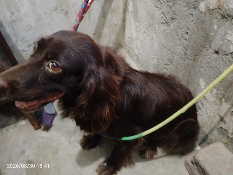 dog for sale — photo 3