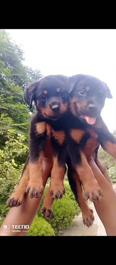 Rottweiler puppy