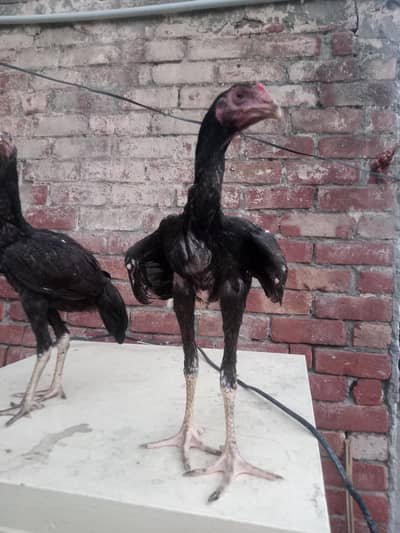 4 hens for sel