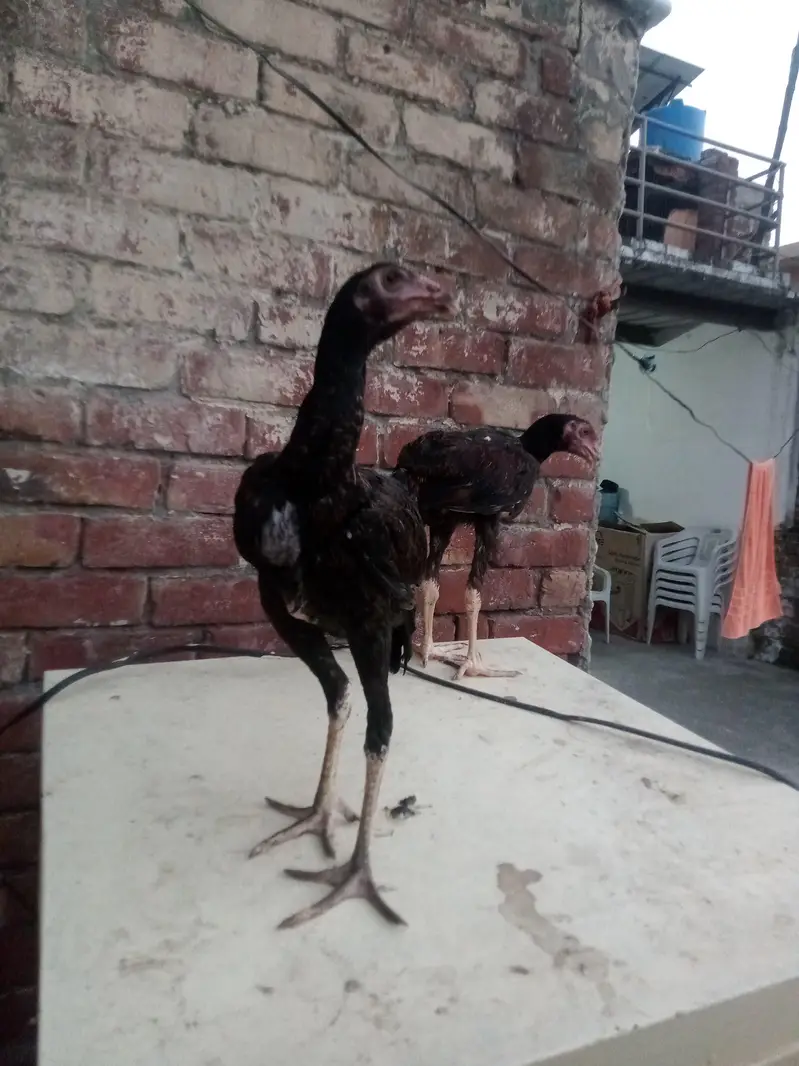 4 hens for sel — photo 2