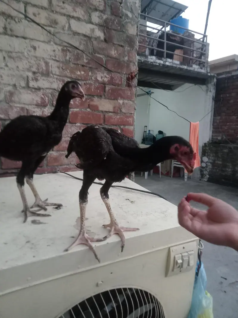 4 hens for sel — photo 3