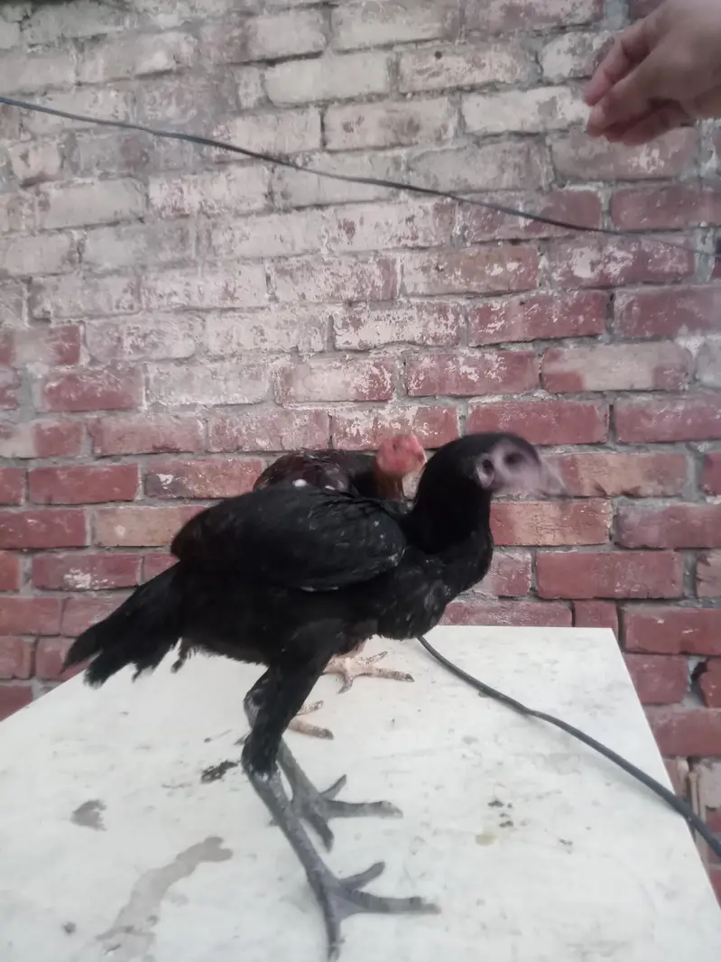 4 hens for sel — photo 4