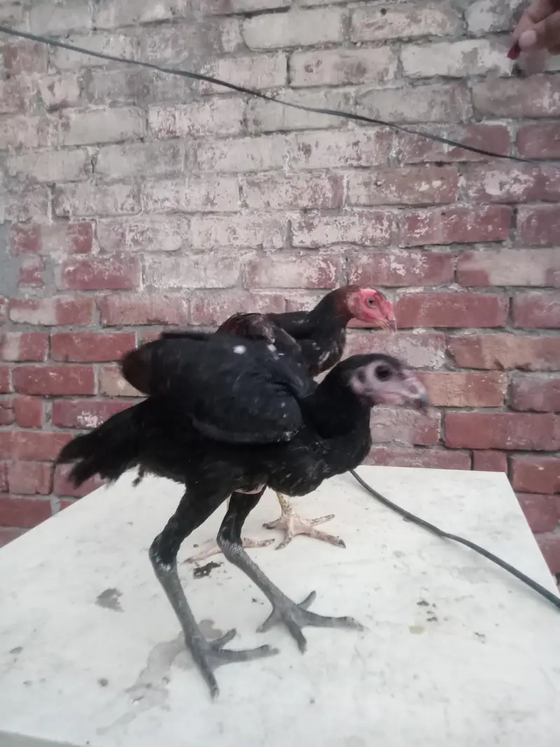 4 hens for sel — photo 5