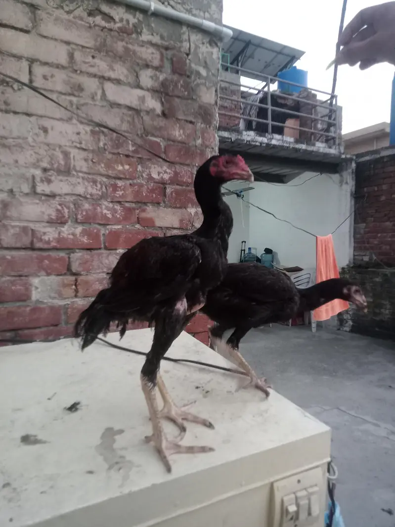 4 hens for sel — photo 6