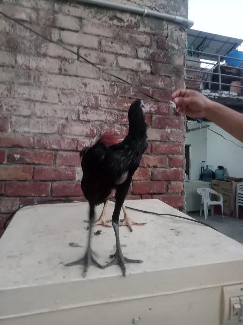 4 hens for sel — photo 7