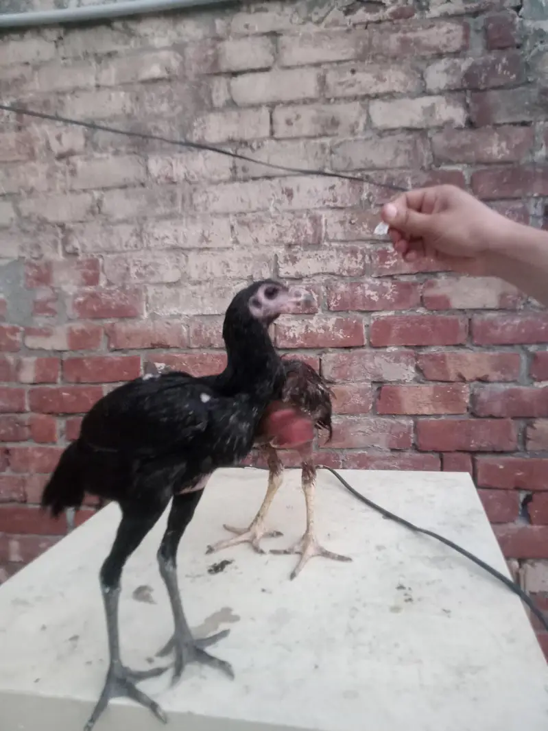 4 hens for sel — photo 8