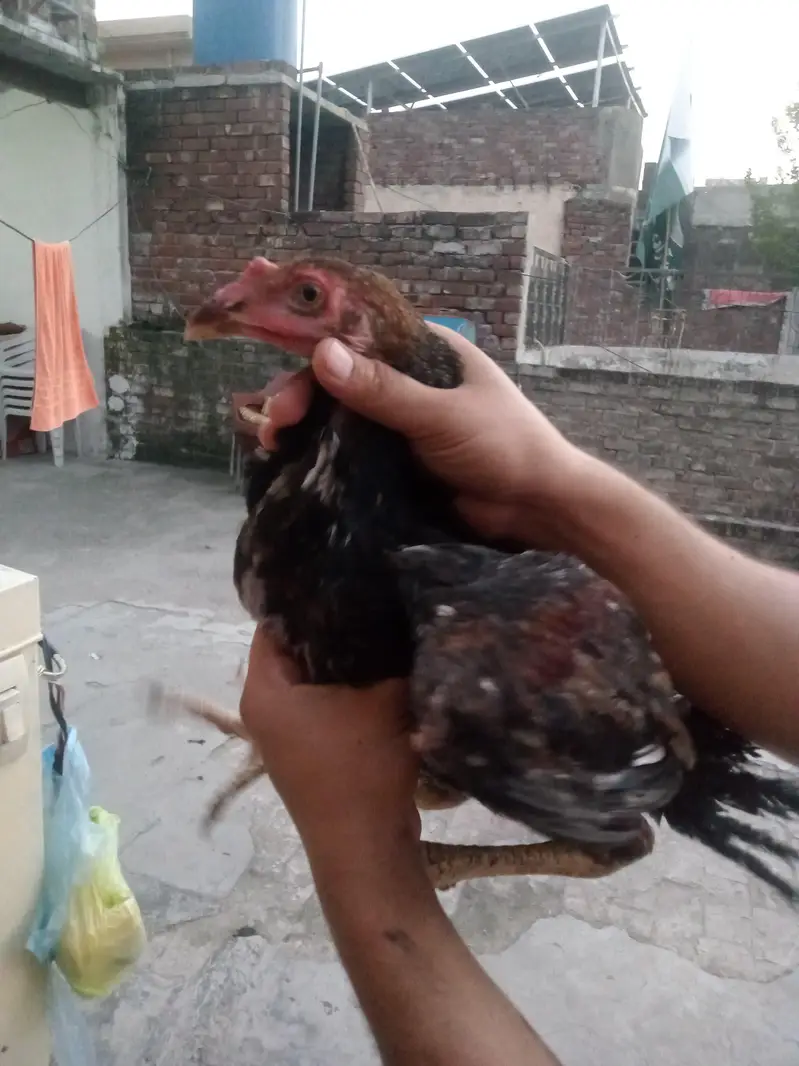 4 hens for sel — photo 9