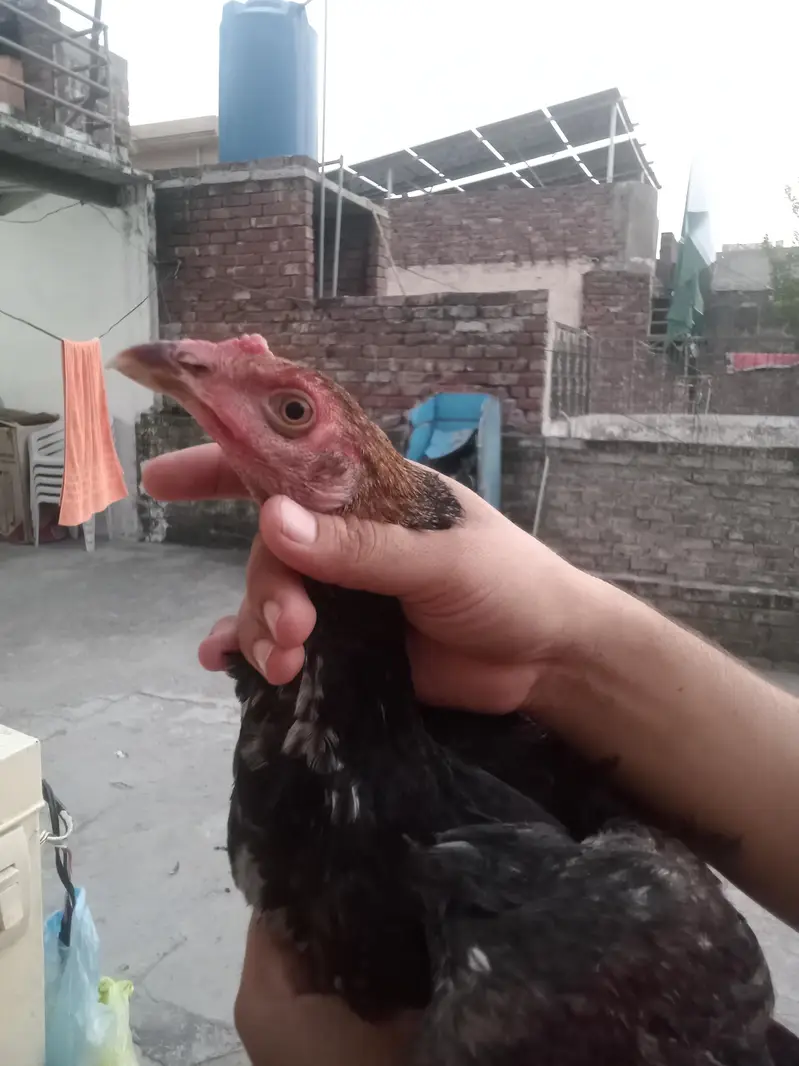 4 hens for sel — photo 10