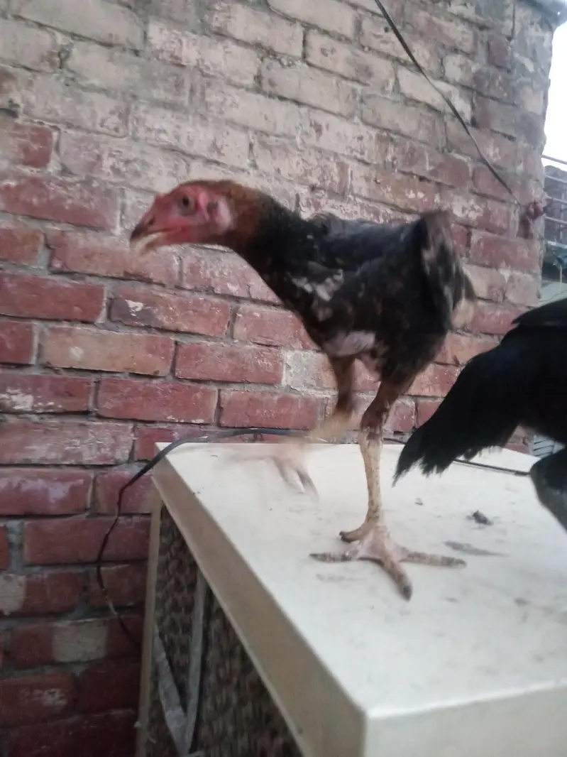 4 hens for sel — photo 11