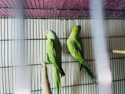 Green ringneck pair for sale jumbo size pair