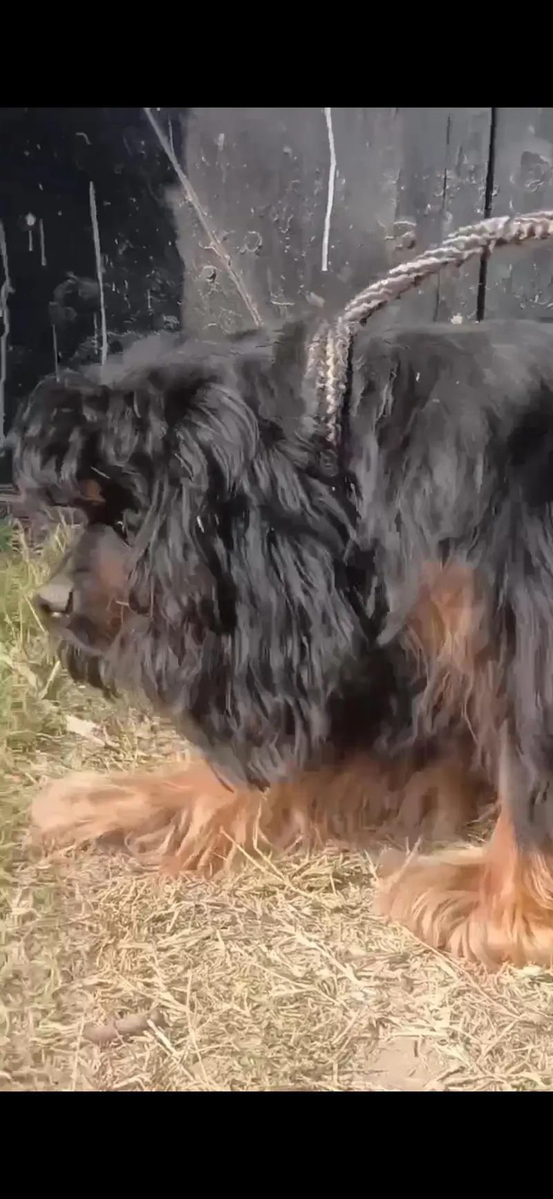 2 males Available  top Quality  American Cocker Sapanile Pedigree — photo 5