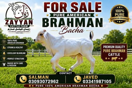 ZAYYAN CATTLE FARM