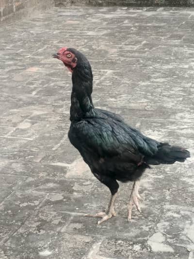 high quality aseel hen