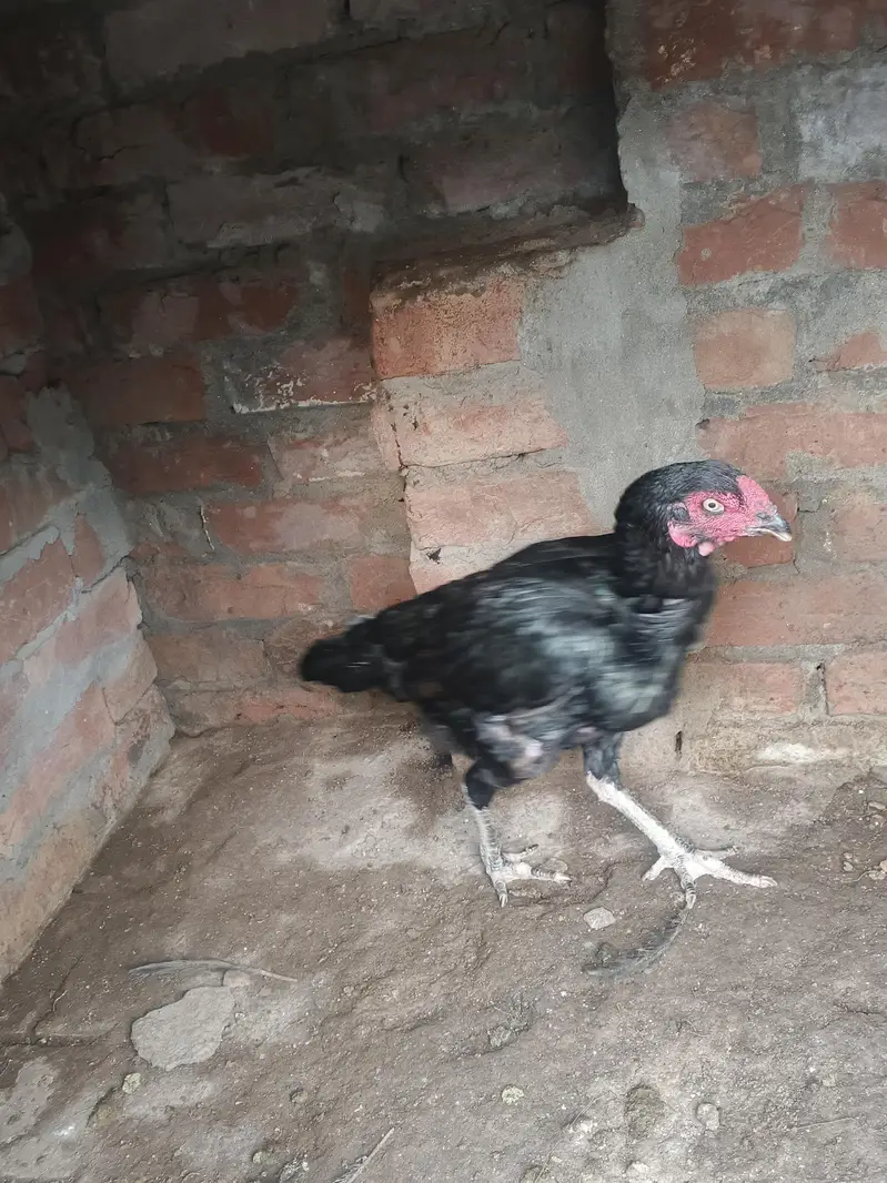high quality aseel hen — photo 2