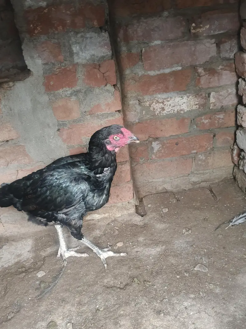 high quality aseel hen — photo 3