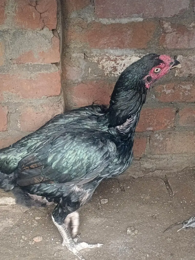 high quality aseel hen — photo 4