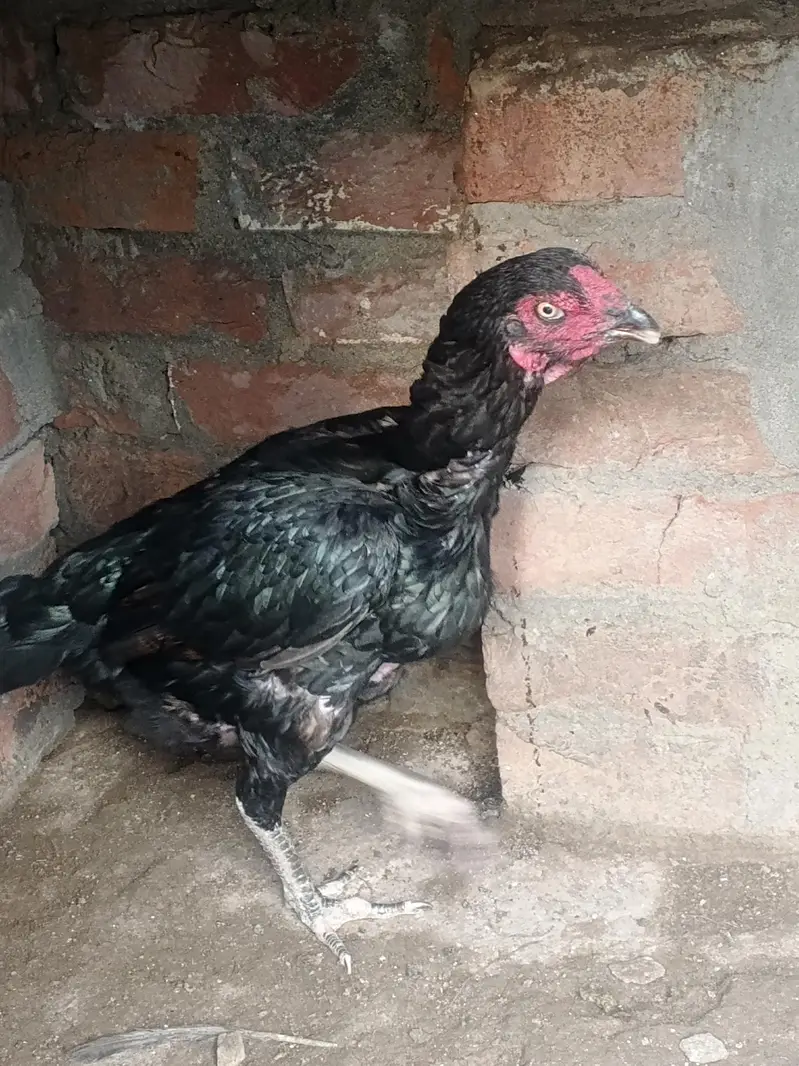 high quality aseel hen — photo 5