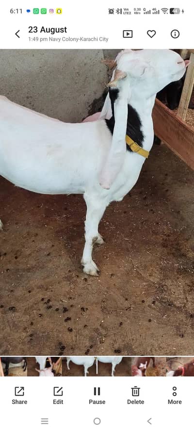 goats