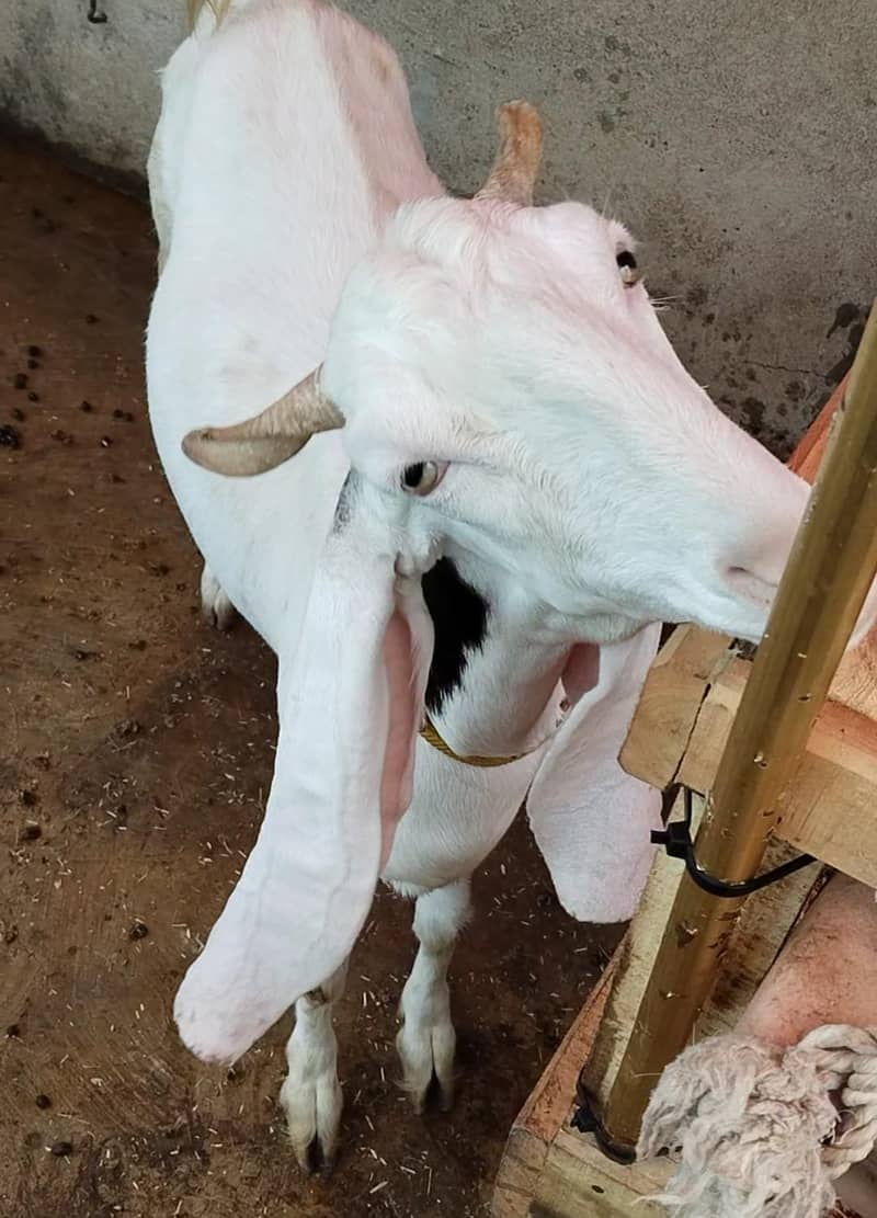 goats 1