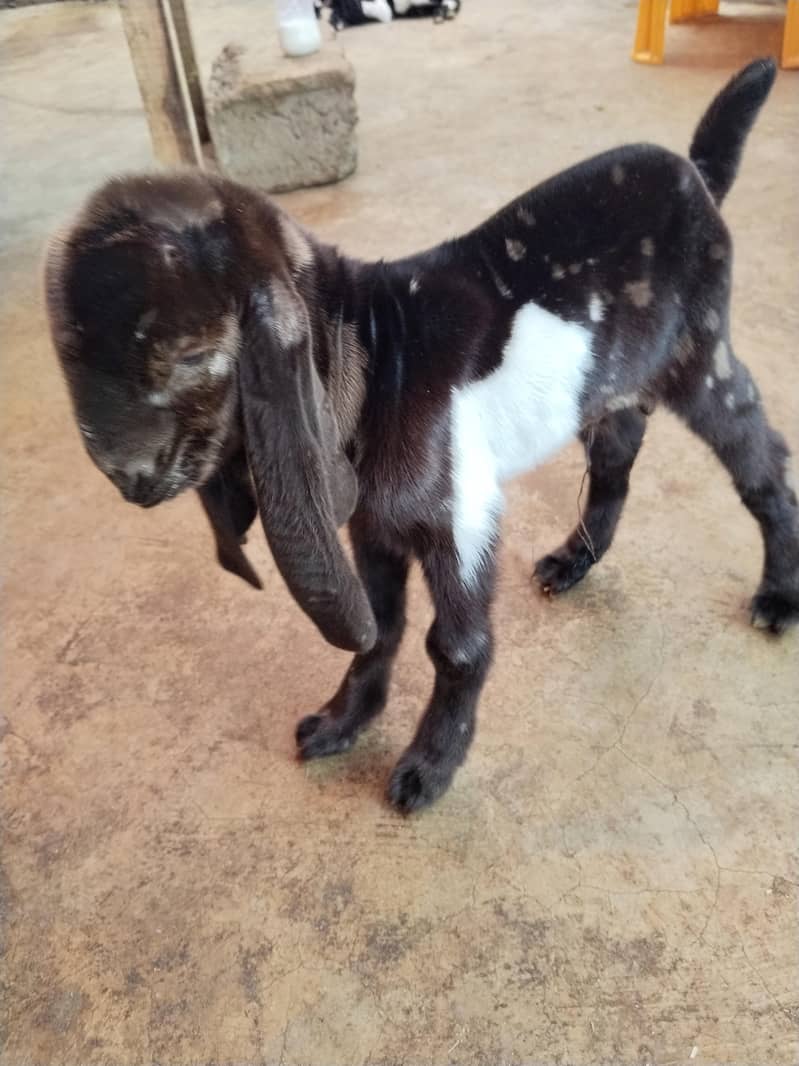 goats 5