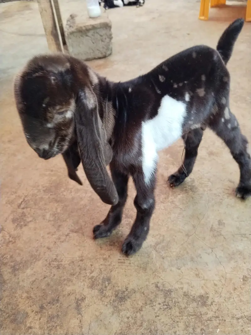 goats — photo 6