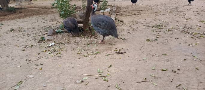 Guinea Fowl