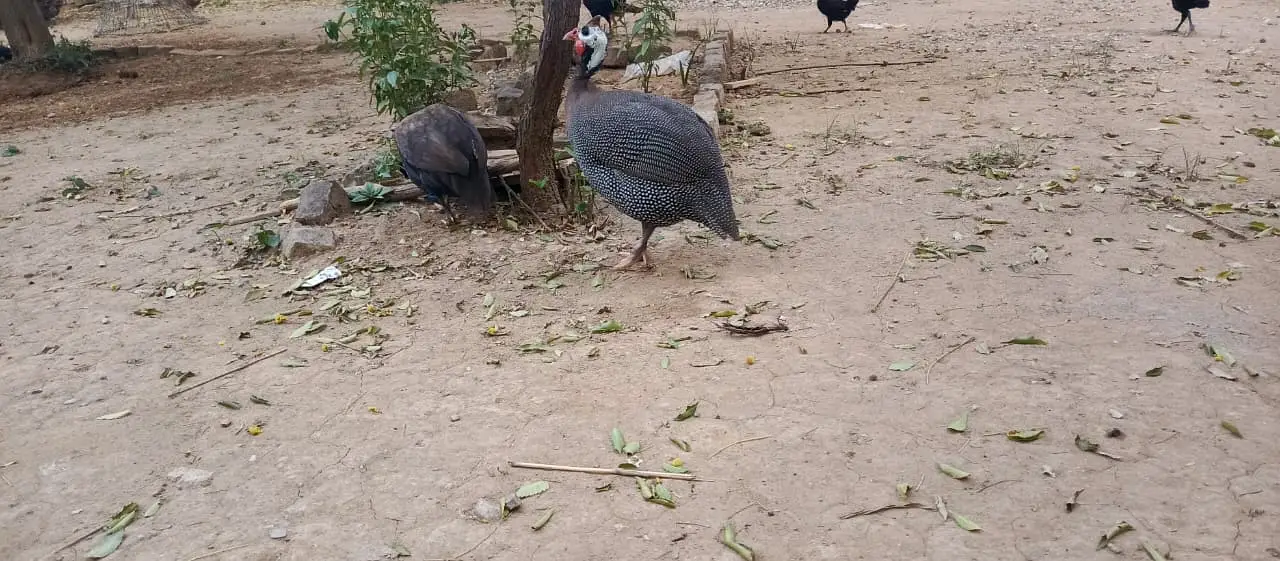 Guinea Fowl