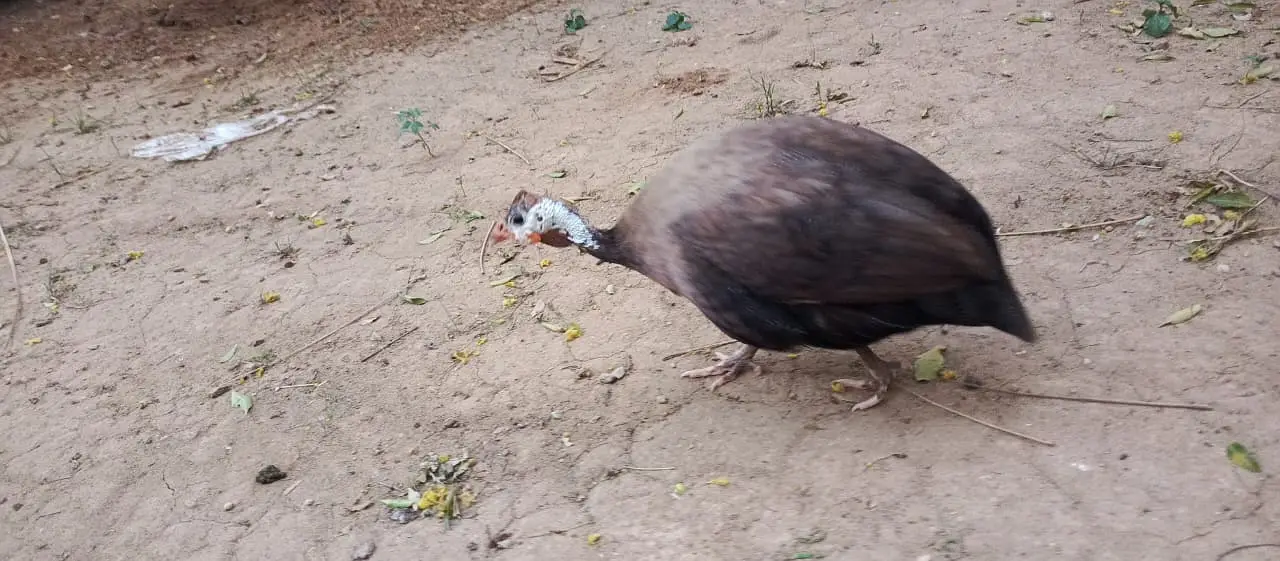 Guinea Fowl — photo 2