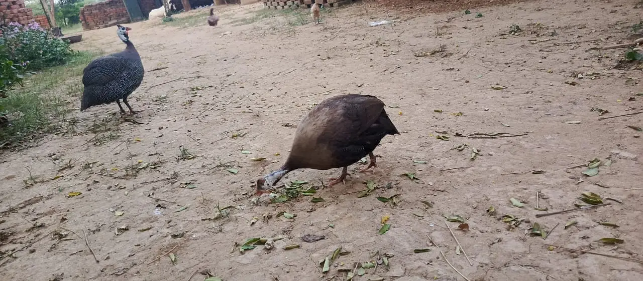 Guinea Fowl — photo 3