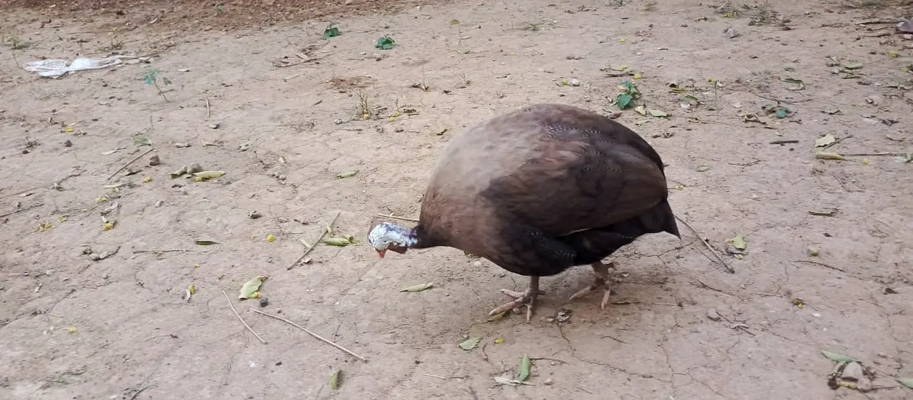 Guinea Fowl — photo 4
