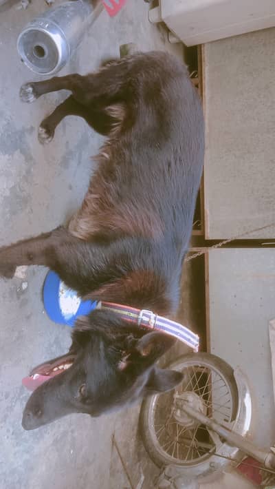 Black German shepherd
