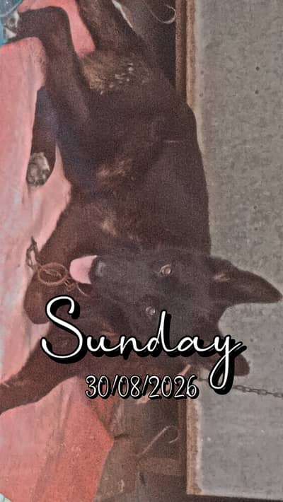 Black German shepherd
