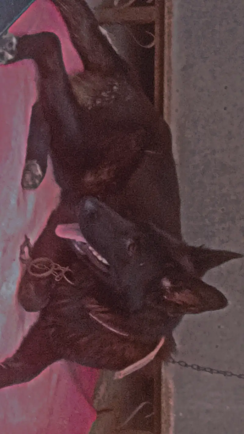 Black German shepherd — photo 2