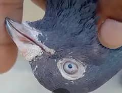 Pigeon 1