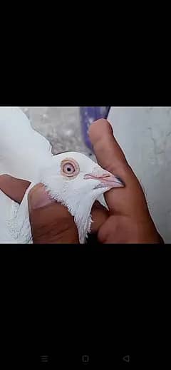 Pigeon 2