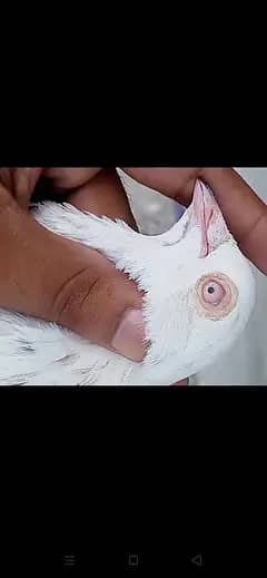 Pigeon 3