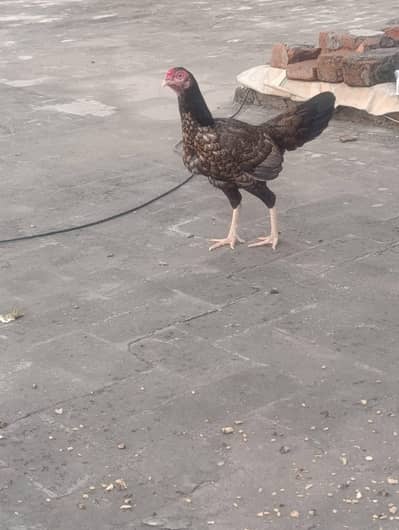 Pure Home breed aseel Madi with 3 pure Austolop chicks