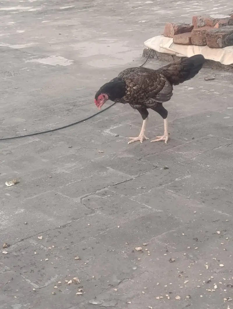 Pure Home breed aseel Madi with 3 pure Austolop chicks — photo 2