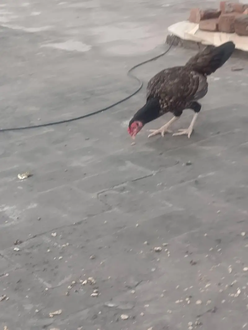 Pure Home breed aseel Madi with 3 pure Austolop chicks — photo 3