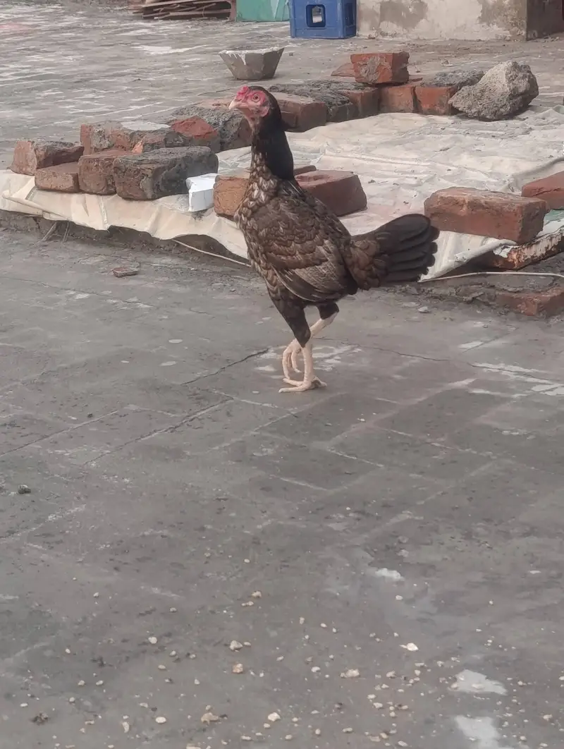 Pure Home breed aseel Madi with 3 pure Austolop chicks — photo 4