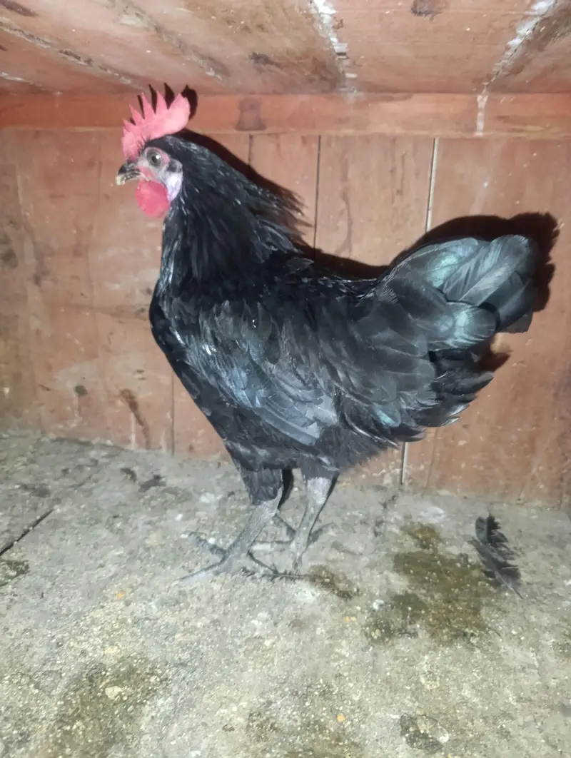 Pure Home breed aseel Madi with 3 pure Austolop chicks — photo 5