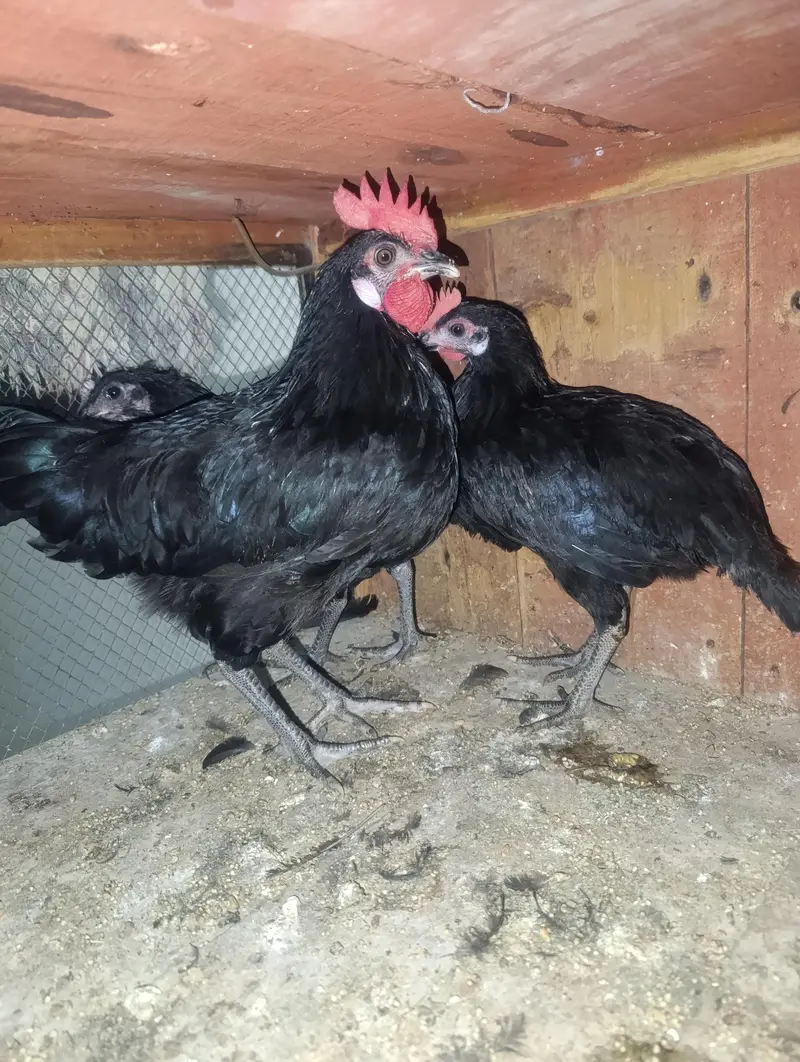 Pure Home breed aseel Madi with 3 pure Austolop chicks — photo 6