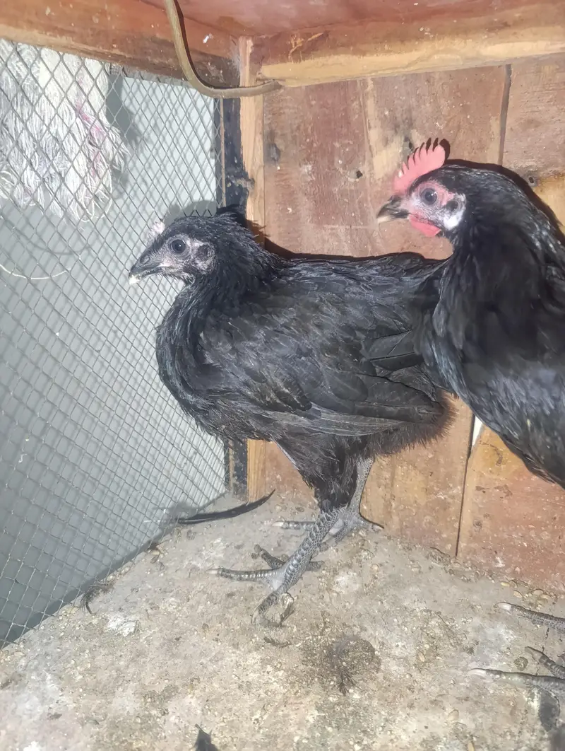 Pure Home breed aseel Madi with 3 pure Austolop chicks — photo 7