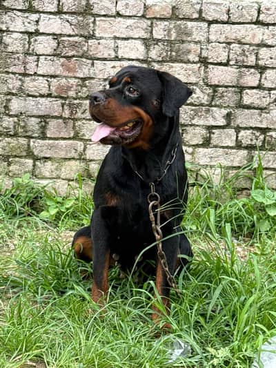 rottweiler for sale 03313113131