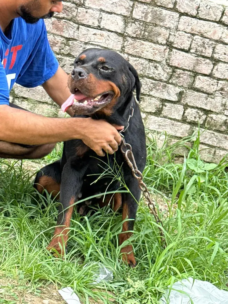 rottweiler for sale 03313113131 — photo 5