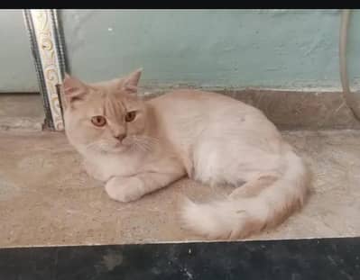 Persian cat for sale