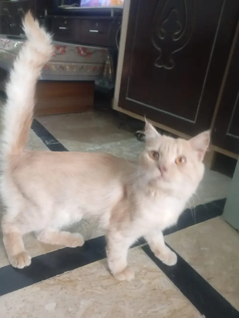 Persian cat for sale — photo 2